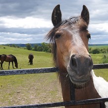 Redwings Horse Sanctuary Mountains