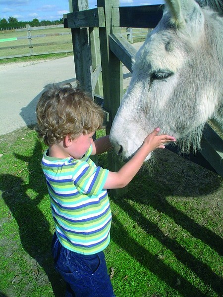 Redwings Horse Sanctuary Oxhill