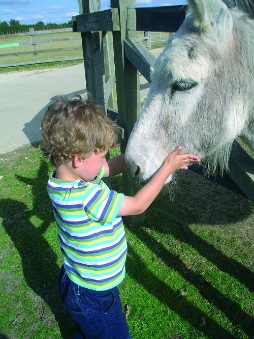 Redwings Horse Sanctuary Oxhill