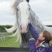 Redwings Horse Sanctuary Oxhill