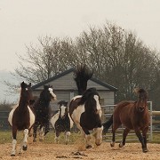 Redwings Horse Sanctuary Oxhill