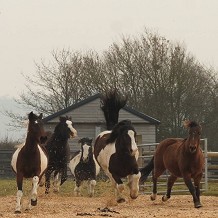 Redwings Horse Sanctuary Oxhill