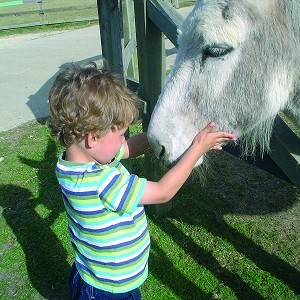 Redwings Horse Sanctuary Oxhill