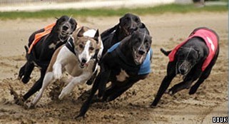 Romford Dogs