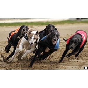 Romford Dogs