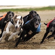 Romford Dogs