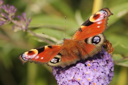 RSPB Rainham Marshes Nature Reserve