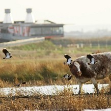 RSPB Rainham Marshes Nature Reserve