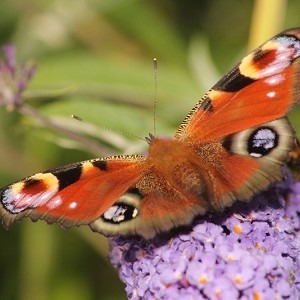 RSPB Rainham Marshes Nature Reserve