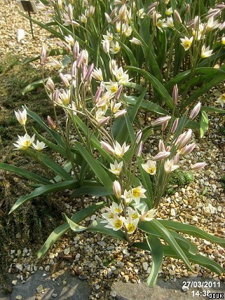 Savill Garden