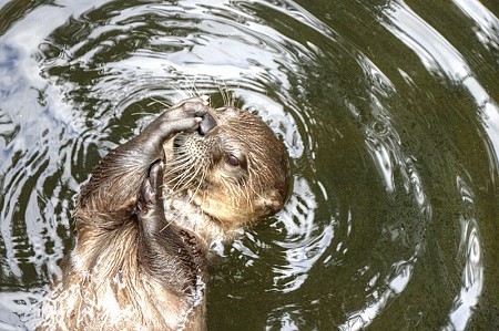 Scottish SEA LIFE Sanctuary