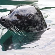 Scottish SEA LIFE Sanctuary - © Jennie Rainsford