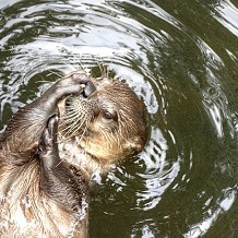 Scottish Sea Life Sanctuary - &copy; Anne Roberts