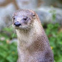 Scottish SEA LIFE Sanctuary - &copy; Anne Roberts