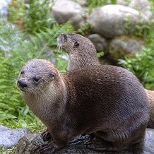 Scottish SEA LIFE Sanctuary - &copy; Anne Roberts