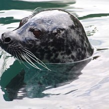 Scottish SEA LIFE Sanctuary - &copy; Jennie Rainsford
