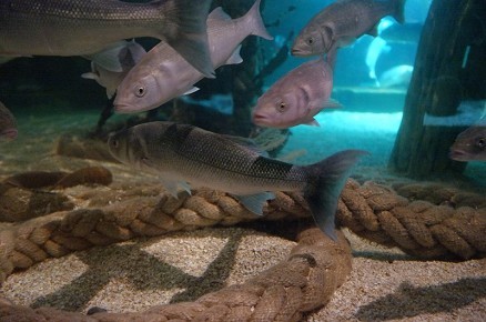 SEA LIFE Centre - Great Yarmouth