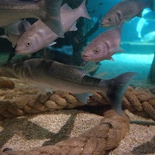 SEA LIFE Centre - Great Yarmouth - &copy; Kevin Millican 