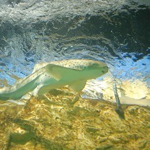 SEA LIFE Centre - Great Yarmouth - &copy; Kevin Millican 