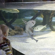 SEA LIFE Centre - Loch Lomond - &copy; Gary Henderson