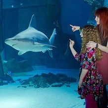 SEA LIFE London Aquarium
