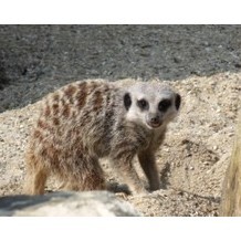 Seaview Wildlife Encounter