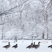 St James's Park - © The Royal Parks