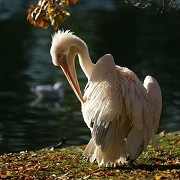 St James's Park - © The Royal Parks