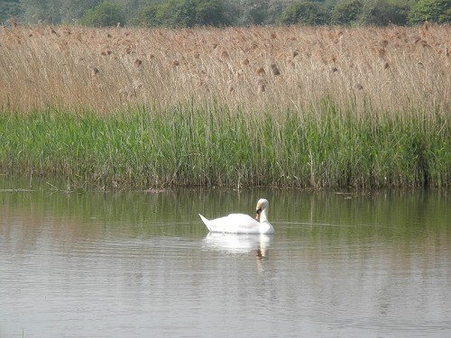 Stodmarsh Nature Reserve - Visit Canterbury