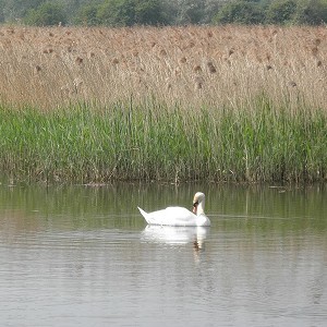 Stodmarsh Nature Reserve