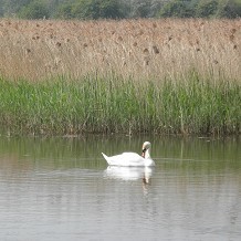 Stodmarsh Nature Reserve - Visit Canterbury