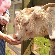 Stonebridge City Farm