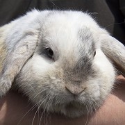 Stonebridge City Farm