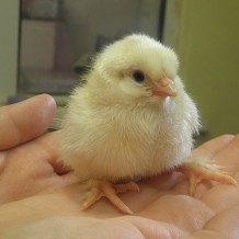 Stonebridge City Farm