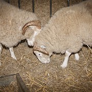 Temple Newsam