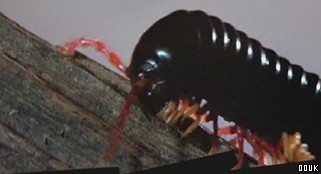 The Bug World Experience