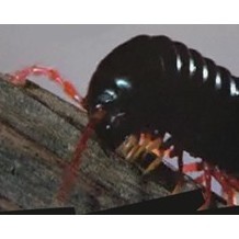 The Bug World Experience