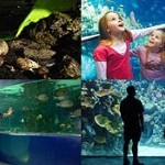 The Deep