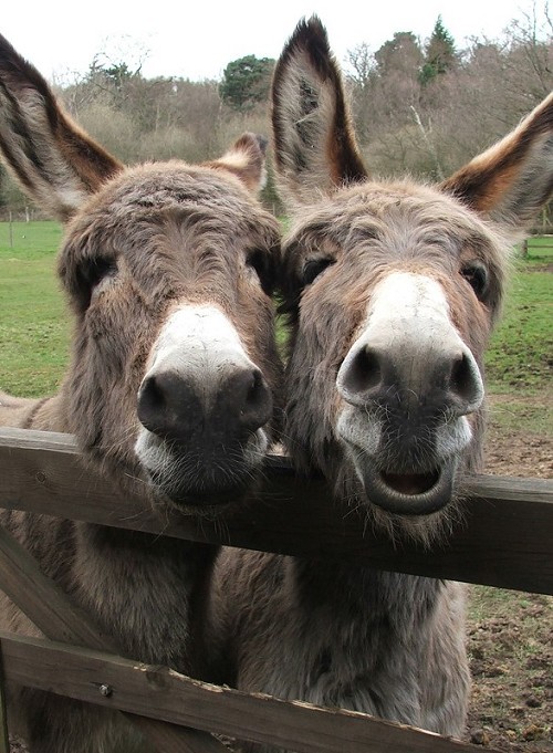 The Donkey Sanctuary