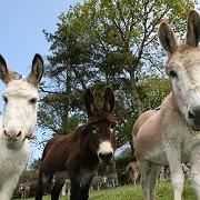 The Donkey Sanctuary