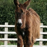 The Donkey Sanctuary