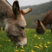 The Donkey Sanctuary