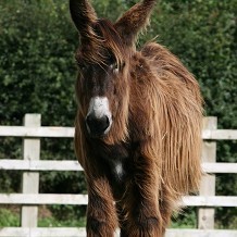 The Donkey Sanctuary