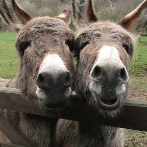 The Donkey Sanctuary