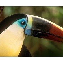 The Living Rainforest