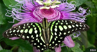 The Magic of Life Butterfly House