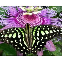 The Magic of Life Butterfly House