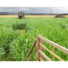 The Marsh Maize Maze