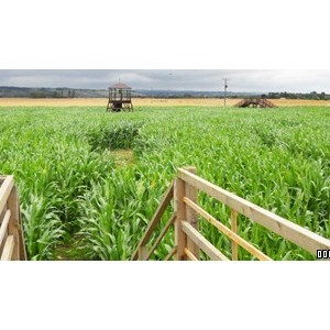 The Marsh Maize Maze