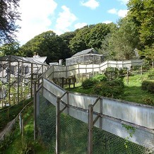 The Monkey Sanctuary